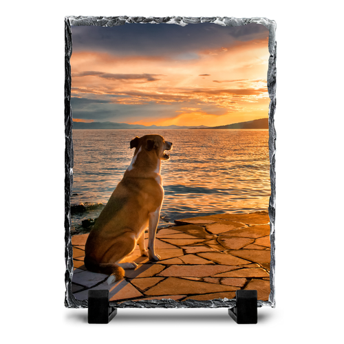 Dog Review Image