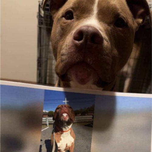 June 2025 - May 2026 Paw Print Dog Calendar