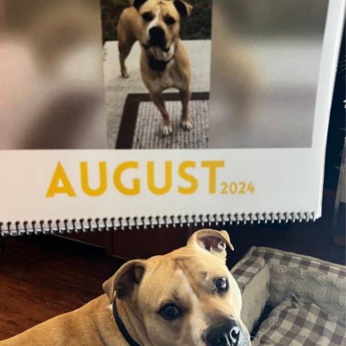 June 2025 - May 2026 Paw Print Dog Calendar