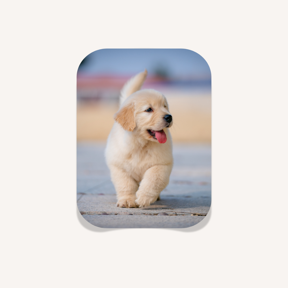 Premium Vinyl 3"x4" Photo Sticker